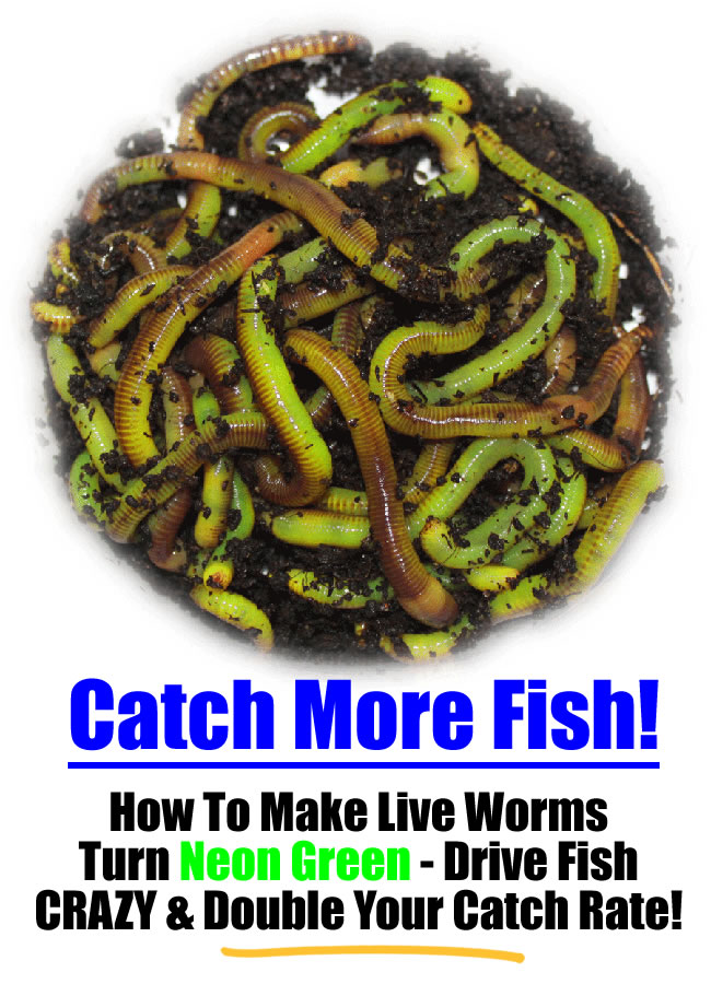 Live Worms 