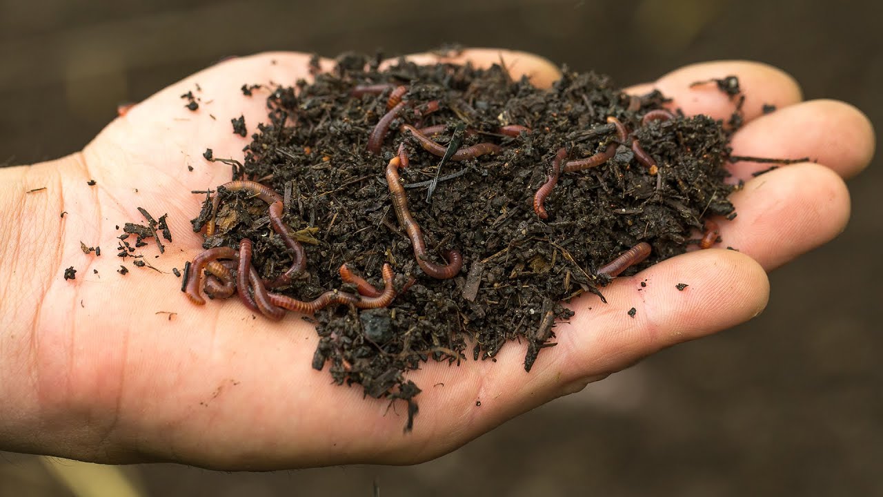 Best Bedding For Small Scale Worm Composting… – Worm Farming Secrets